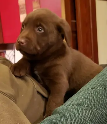 Kc Registered Labrador Puppies ready