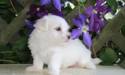     Maltese Two Girls And One Boy For Sale