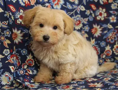 Maltipoo 2 Girl 1 Boy Available 