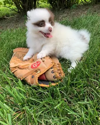 Outstanding Pomeranian Puppies