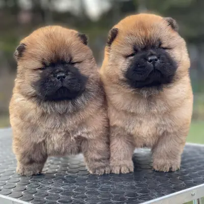 Güzel ve sakin Chow Chow yavruları 632000221