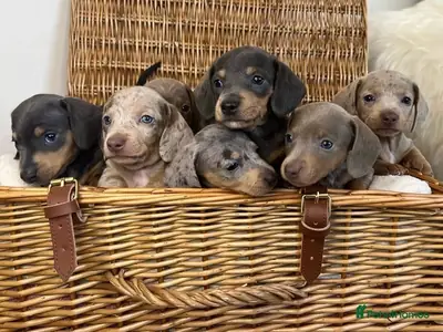 Mini Dachshunds pups