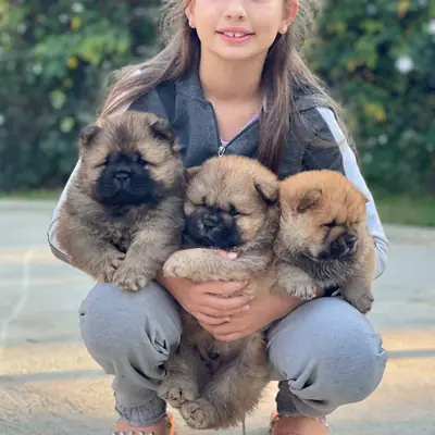 Cachorros Chow Chow encantadores y dulces 632000221