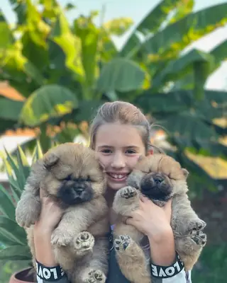 Cachorros Chow Chow tiernos y sociables 632000221