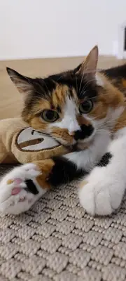 evde doğdu, alışkın bir kedi