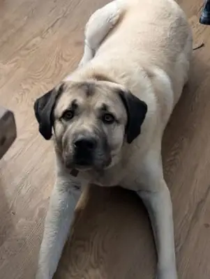 bahçeli yer şart, apartmanda olmuyor