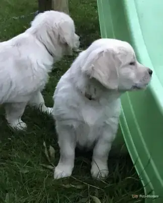 Adorable chiot Golden Retriever à adopter