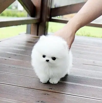 Cachorros Pomerania