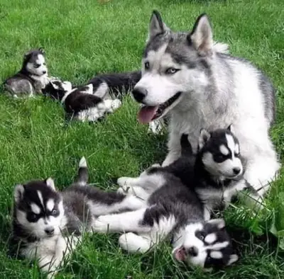 akc registered siberian husky puppies