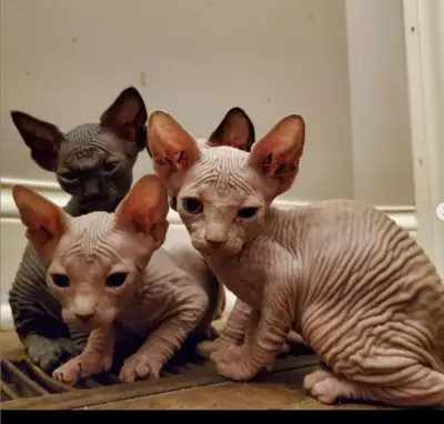 Lindos gatitos Sphynx