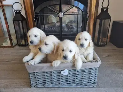 Adorable chiot Golden Retriever à adopter