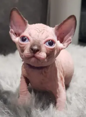 Cute Sphynx Kittens