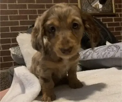 Mini Dachshund yavruları