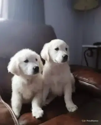Adorable Golden Retriever Puppy For Adoption