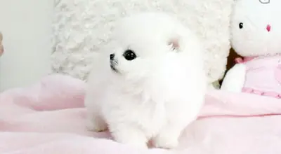 Pomeranian Yavruları