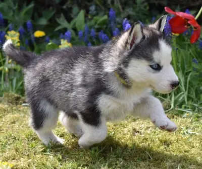 cachorros siberian husky registrados en akc