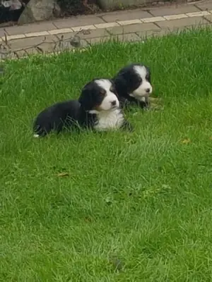 erkek ve dişi Bernese Dağ köpeği yavruları