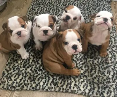 stunning litter Huu clear quality bulldog puppies
