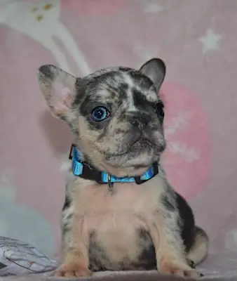 kaliteli AKC kayıtlı mavi Fransız bulldog yavruları