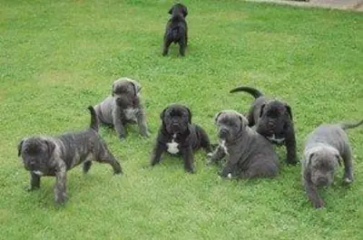Cane Corso Yavru Köpekler Satılık
