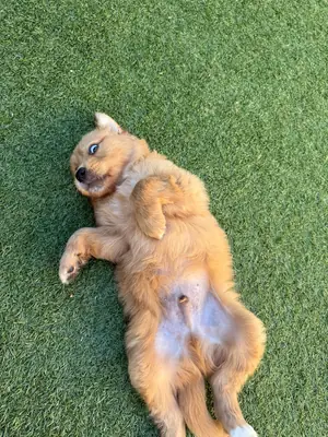 quiet cat, better in a calmer home