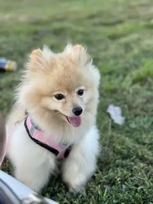 small dog, needs more attention