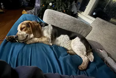 beagle, too active for my schedule