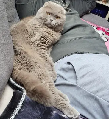 quiet cat, better in a calmer home