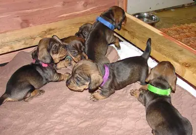 Cachorros Mini Dachshunds