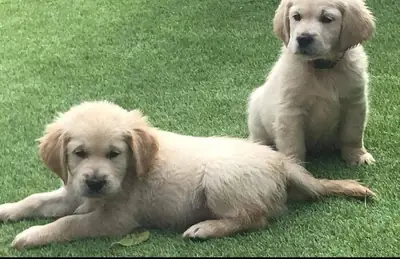 Adorable chiot Golden Retriever à adopter