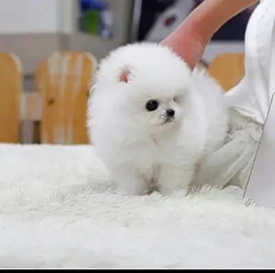 Pomeranian Yavruları
