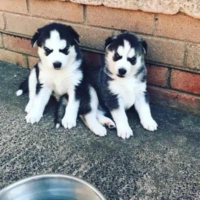 akc registered siberian husky puppies