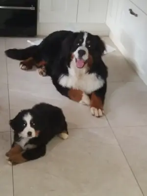 male and female Bernese Mountain pups