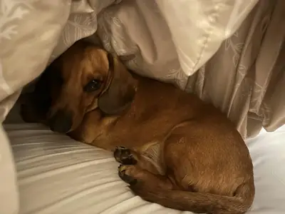 dachshund, not ideal with my current routine