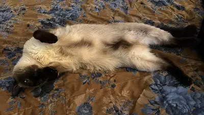 needs more attention than I can give