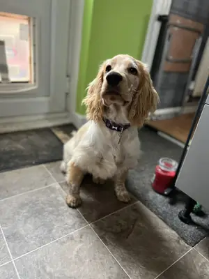 cocker spaniel, friendly and used to people