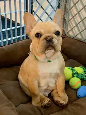 bouledogue français, manque de temps