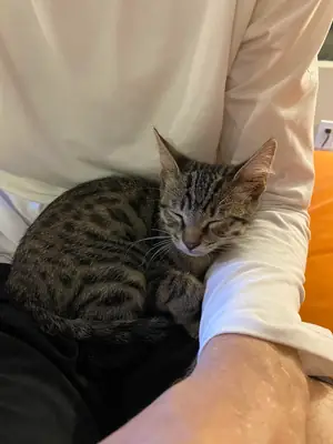 chat d’intérieur, changement de situation