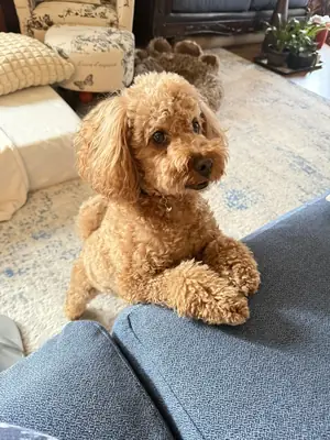 caniche, facile à vivre