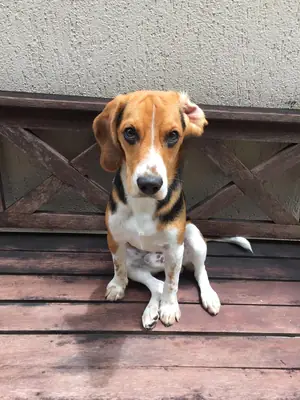 beagle actif, besoin de sorties