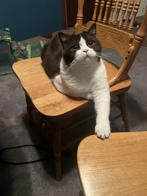 chat calme, environnement plus adapté recherché