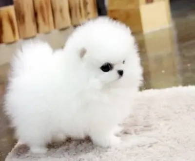 Pomeranian Yavruları