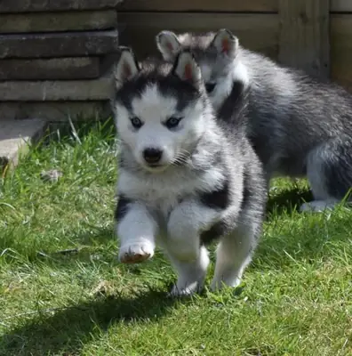 akc kayıtlı siberian husky yavruları