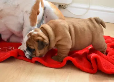 çarpıcı Huu temiz kalite bulldog yavruları