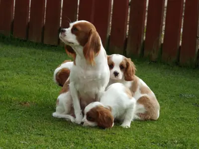 Cavalier King Charles Spaniel en adopción