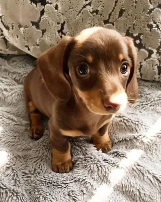 🐾❤️ 徳國獵犬小狗待領養 ❤️🐾