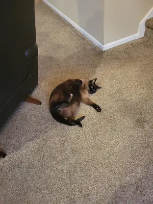 chat siamois, besoin de présence