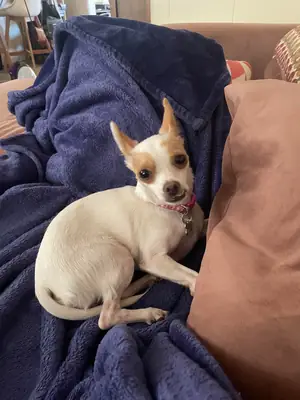 chihuahua, petit mais demande attention