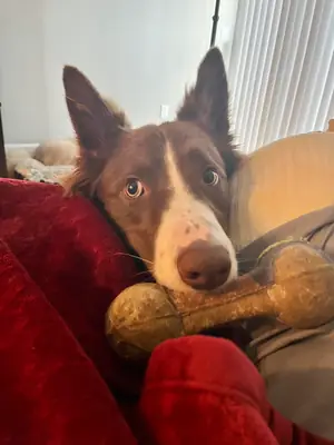 chien actif, pas adapté à mon mode de vie