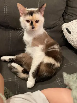 chat maison, situation urgente